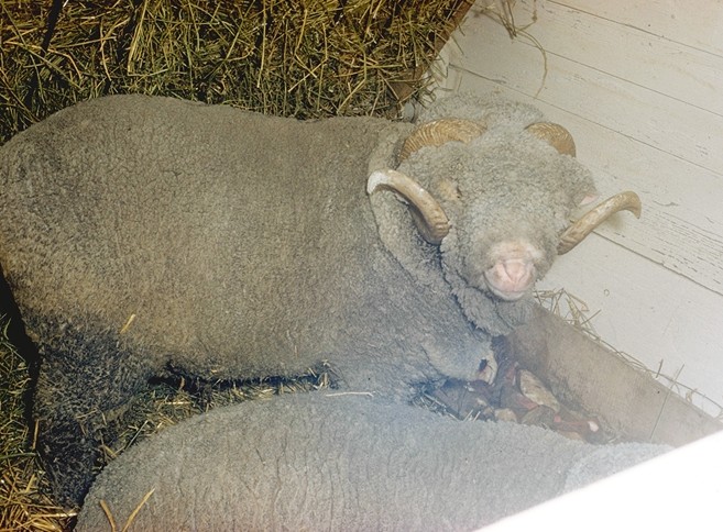 La raza merina de Rambouillet, en francés Mérinos de Rambouillet es en la actualidad una raza ovina francesa originaria de España