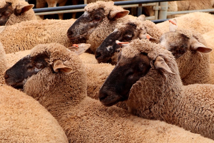 Suffolk es una raza de ovejas de cara negra, originaria de Inglaterra ovinapp