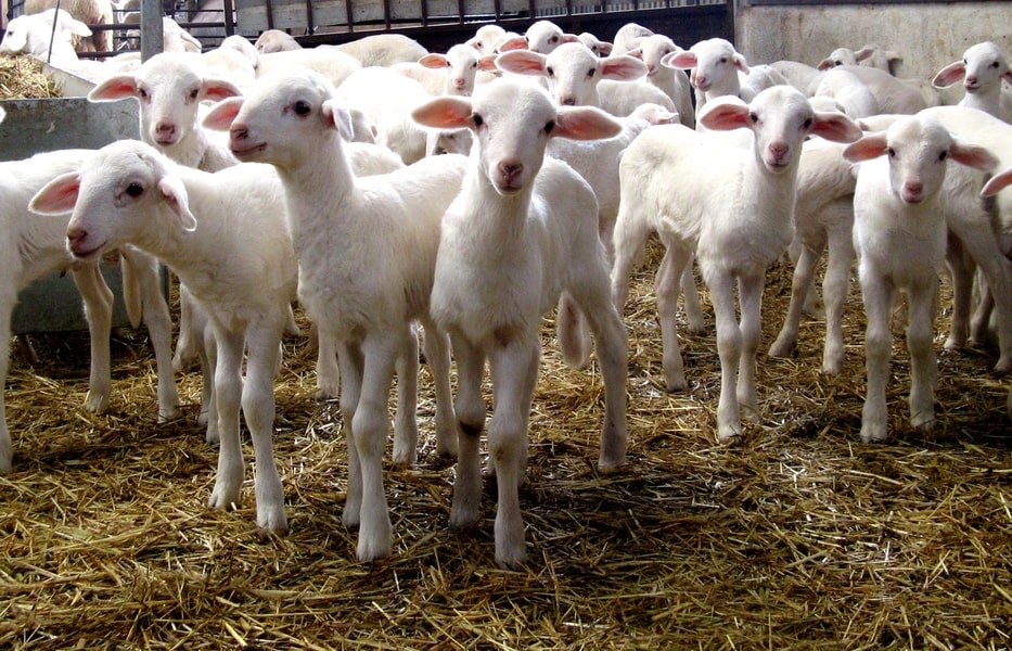 cria de ovinos de raza manchega