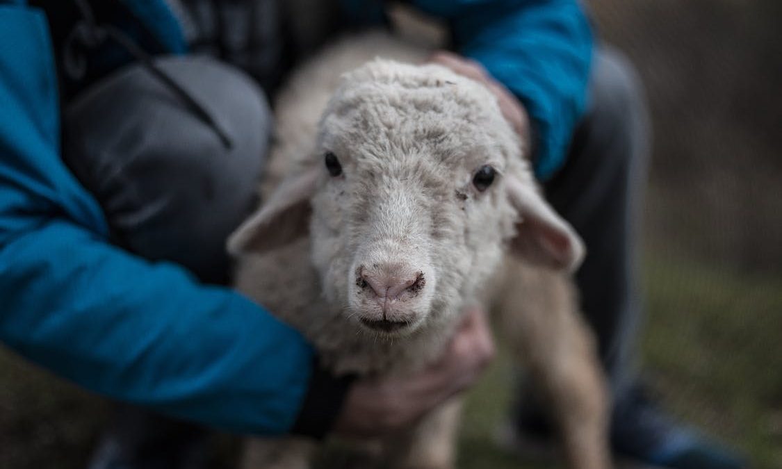 Cómo crear un plan sanitario efectivo para tu rebaño