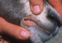 Registro de vacunación y casos de enfermedad por boquera contagiosa, ECTIMA CONTAGIOSO