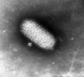 Boquera contagiosa en ovinos y caprinos