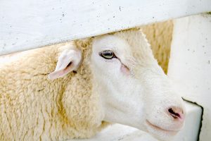 O que é o Método Famacha? e como é usado? - OvinApp