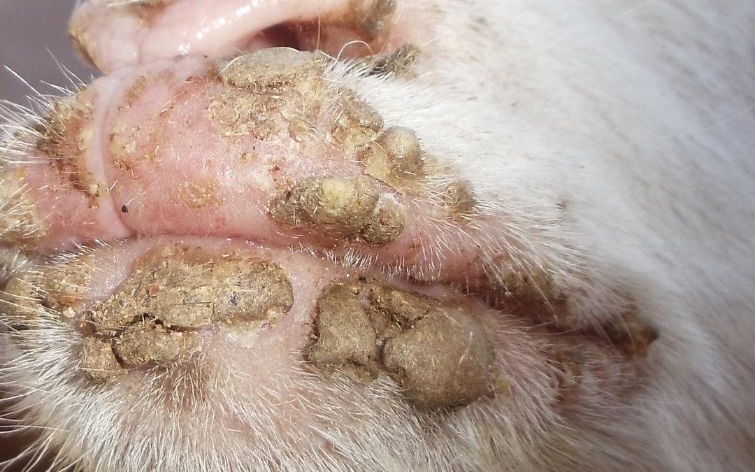 Medidas de control de boquera contagiosa en ovinos y caprinos, boca costrosa