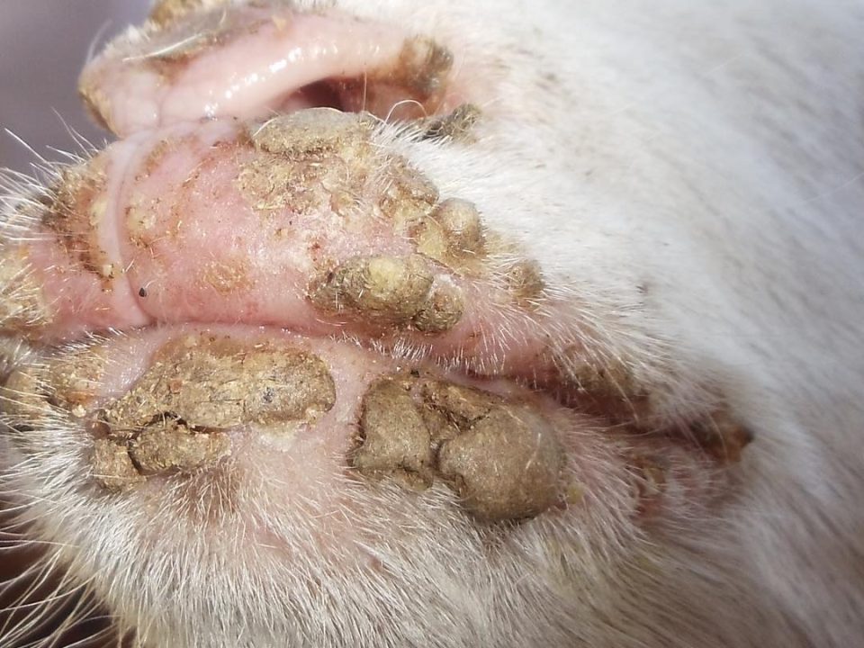 Medidas de control de boquera contagiosa en ovinos y caprinos, boca costrosa
