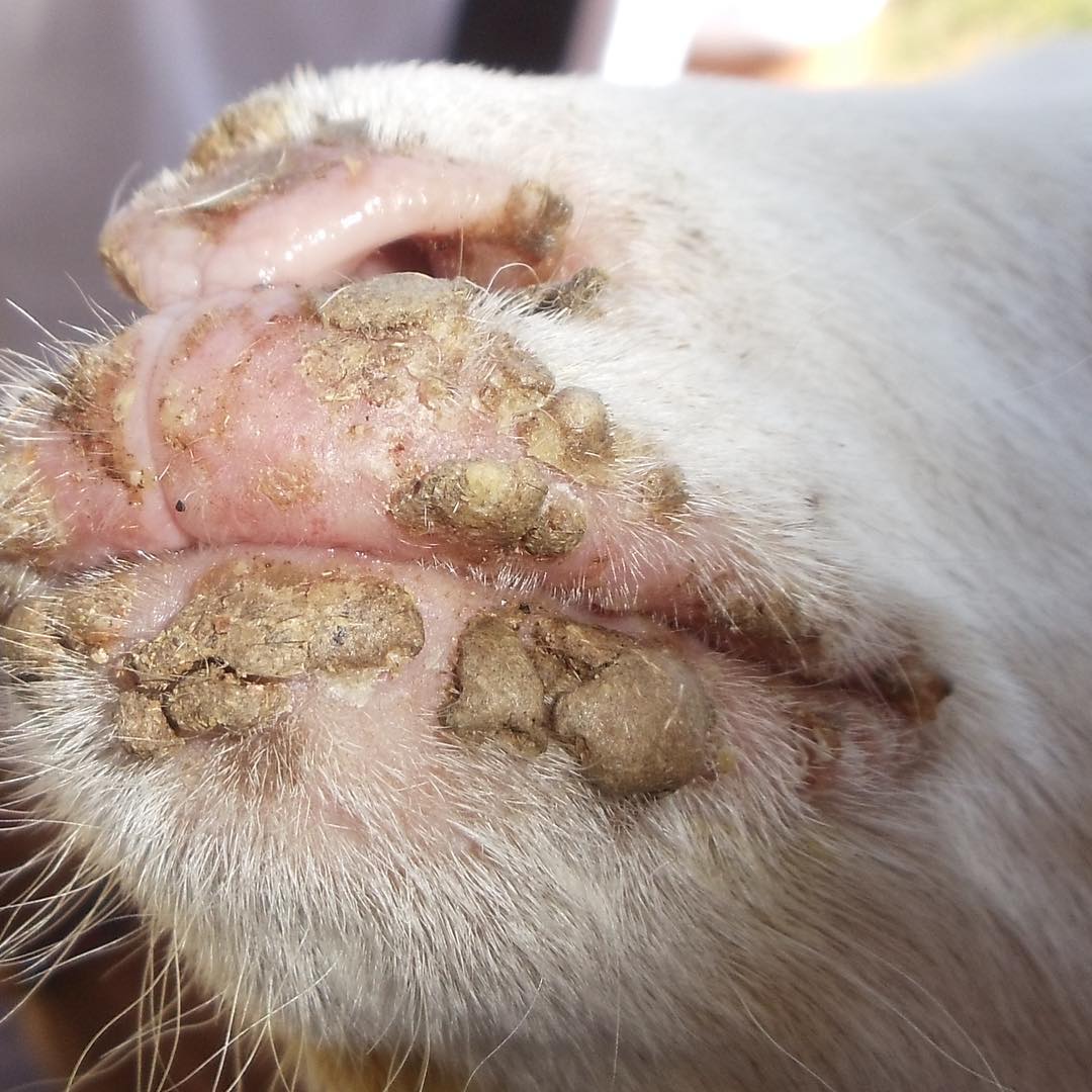 Medidas de control de boquera contagiosa en ovinos y caprinos, boca costrosa