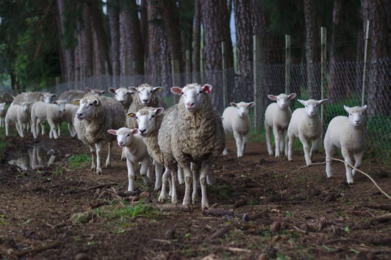 O que é o Método Famacha? e como é usado? - OvinApp