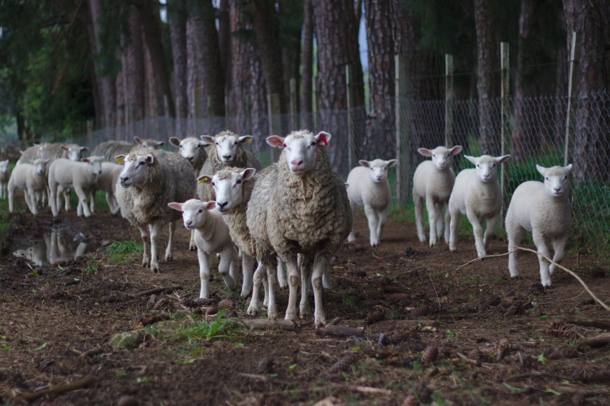 O que é o Método Famacha? e como é usado? - OvinApp