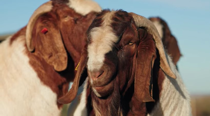 cabeza raza de cabras boer chivo