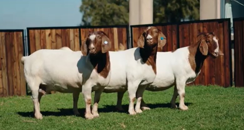 Hembras de raza caprina Boer