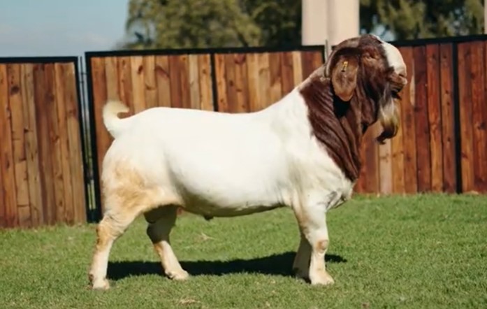 Reproductor Boer OvinApp