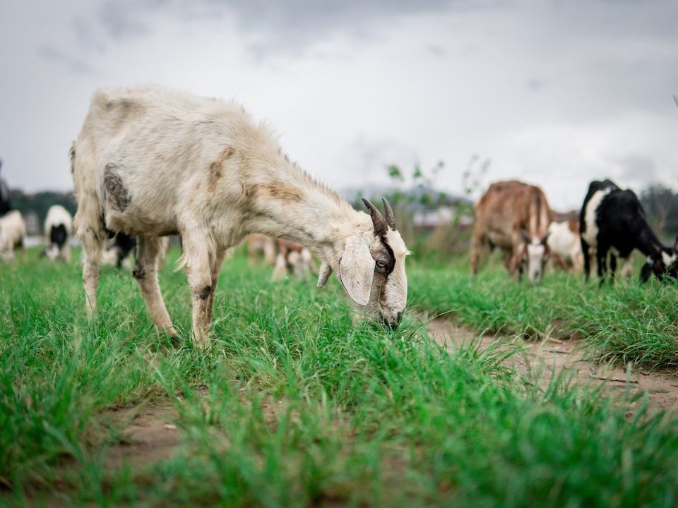 Cómo asegurar una producción de leche de alta calidad en cabras, cabra con cuernos