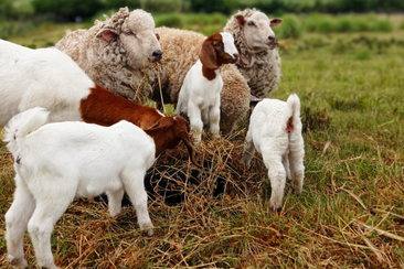 Sheep reproductive cycle management