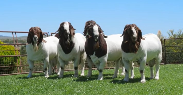 Boer goat herd management OvinApp