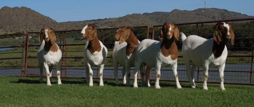 livestock goat boer, Cabritas Boer
