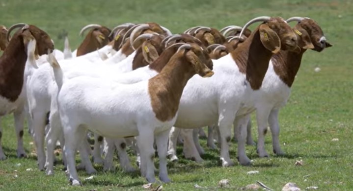 cabritas de raza boer