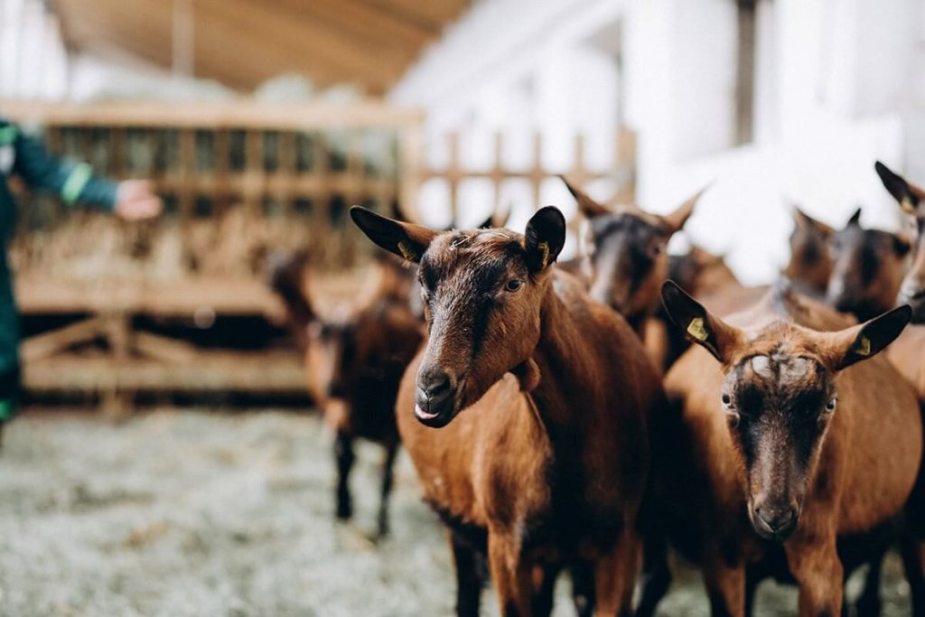 alpine goat corral