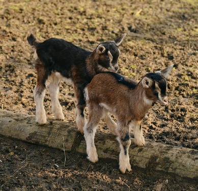 baby goats management of goat meat production