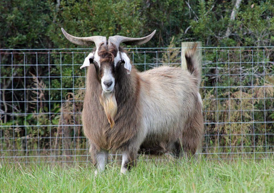 cabras de raza kiko