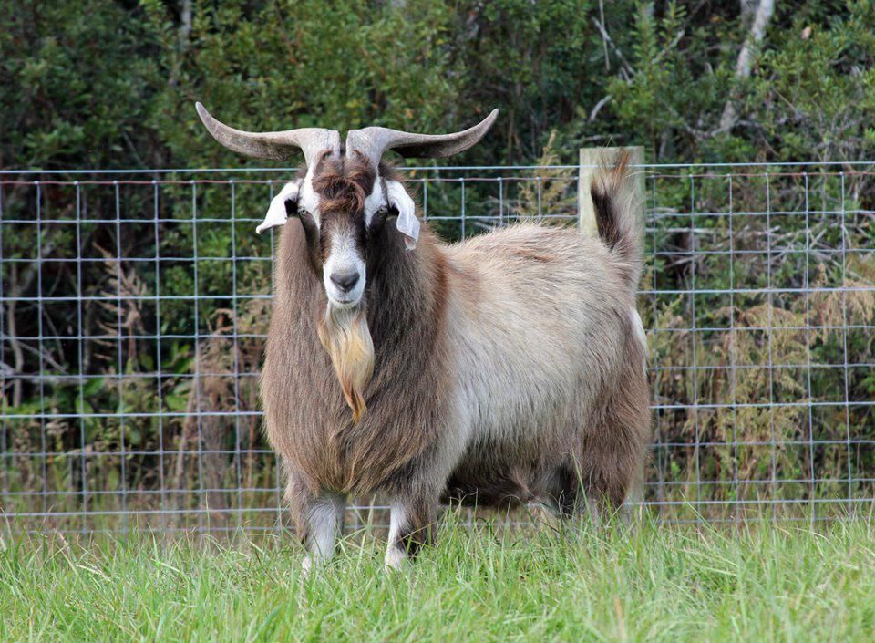 cabras de raza kiko