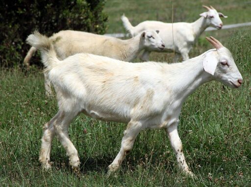 kiko goat breed kids