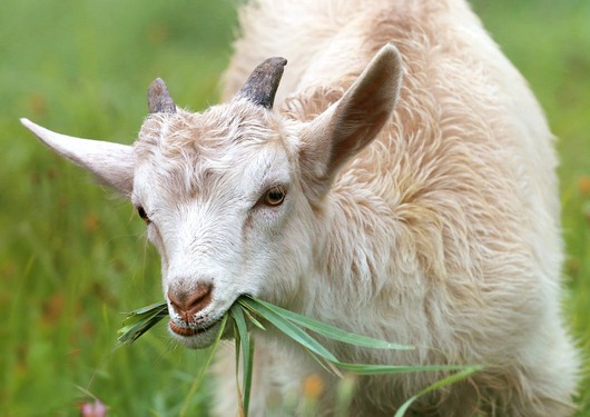 raise white meat goats