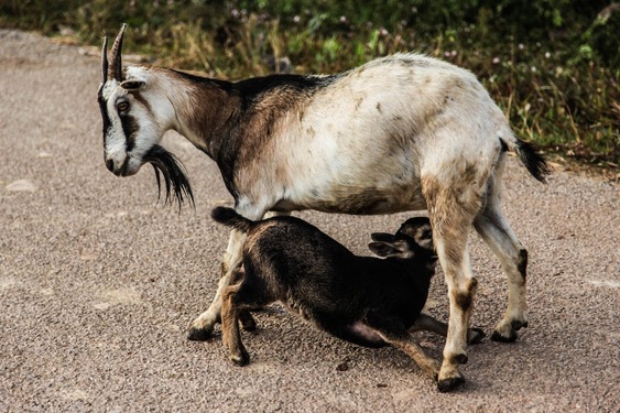 goat cattle management with ovinapp