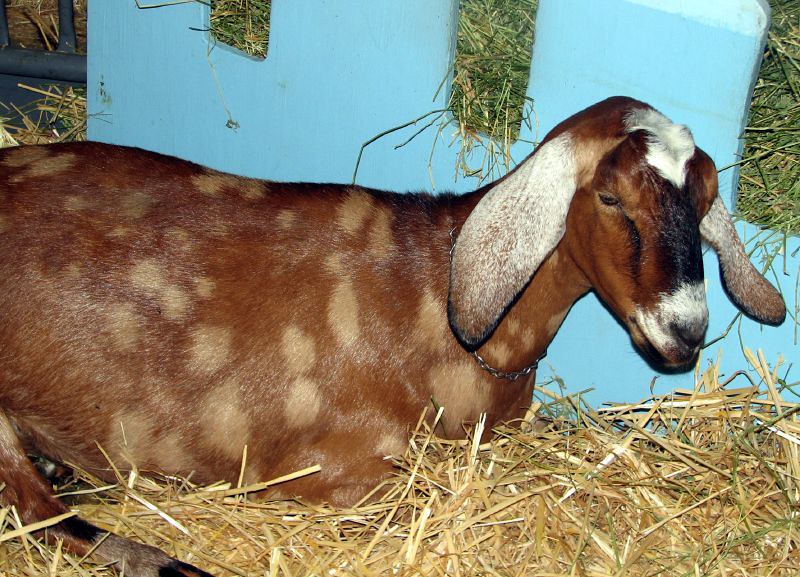 raza de cabras nubian