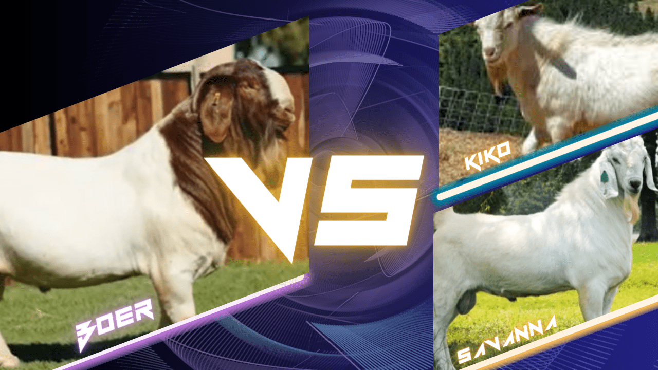 Meat goat breed comparison Savanna Boer characteristics