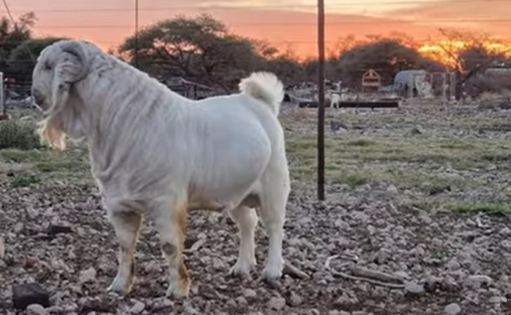 Savanna goat herd management production
