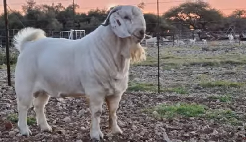 Raza caprina Savanna