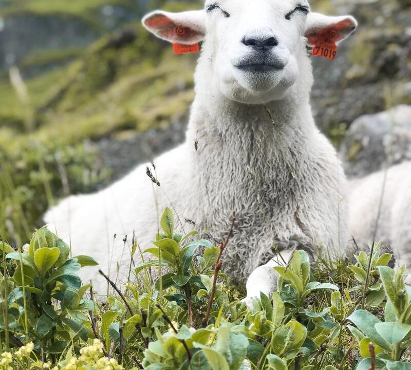 Enfermedad respiratoria en ovejas y cabras