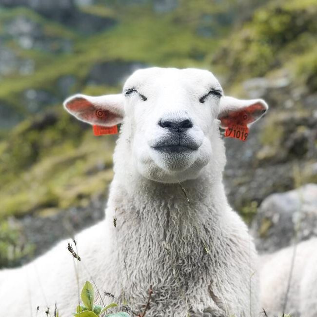 Enfermedad respiratoria en ovejas y cabras