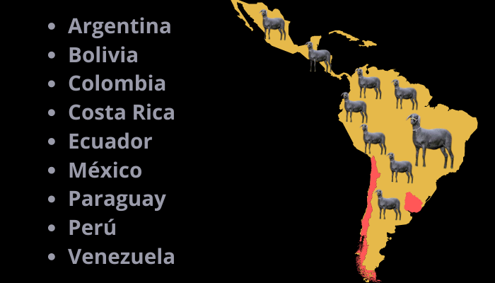 Santa Inés sheep producing countries