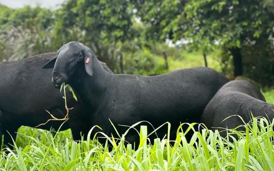 Santa Ines sheep breed characteristics