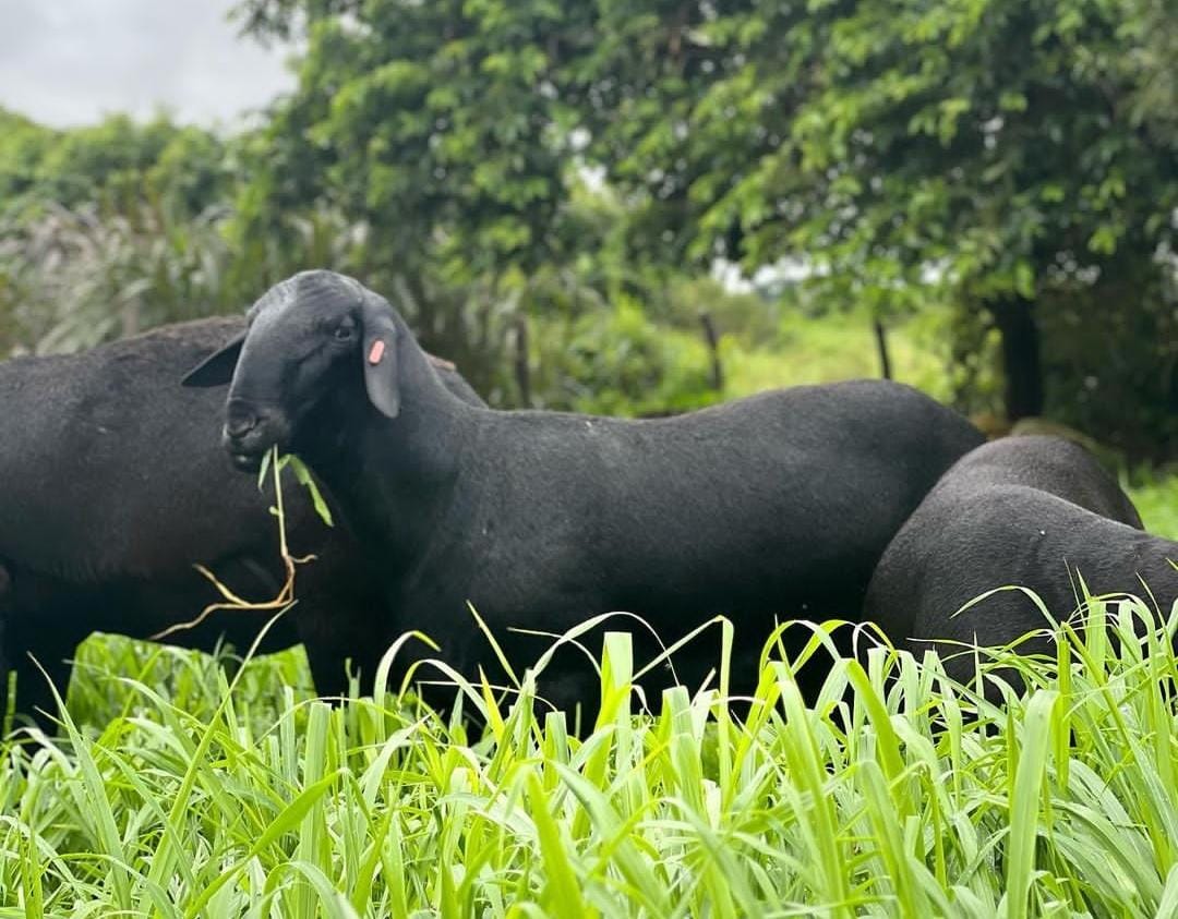 Hair sheep breeds on pasture