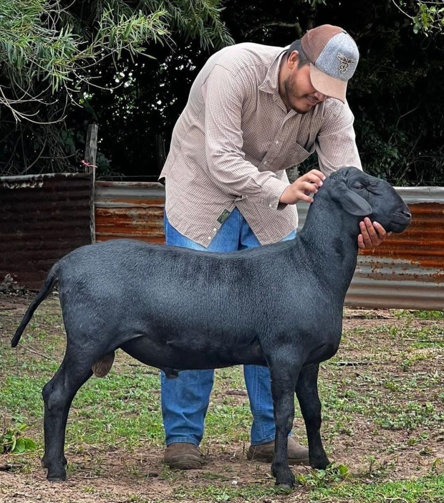 Santa Inés breed from the @ovinosbuenretiro farm
