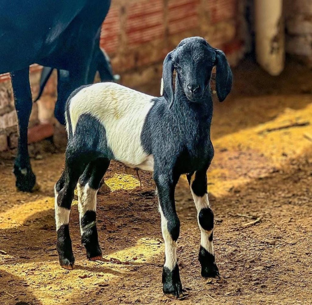 Santa Inés lamb from the Buen Retiro sheep farm | OvinApp Santa Inés sheep breed