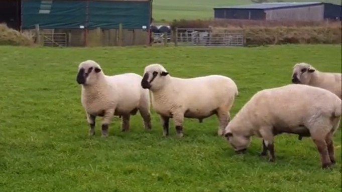 Hampshire Down OvinApp