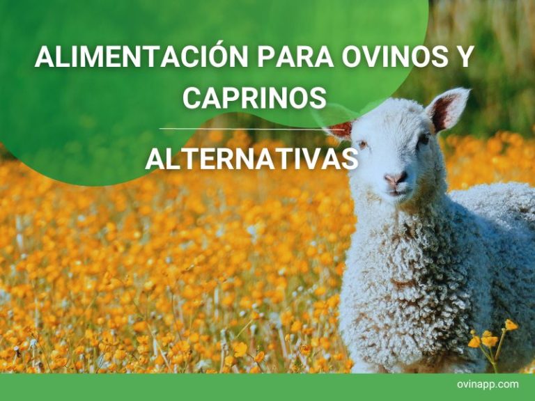 Alimentación en ovinos y caprinos
