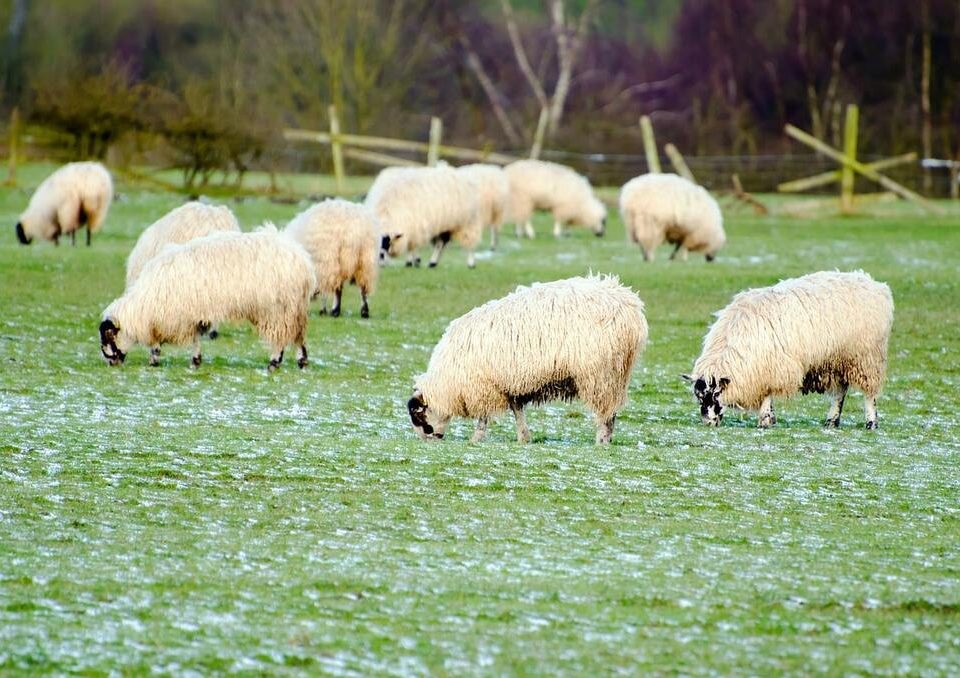 alimentación en ovejas y cabras