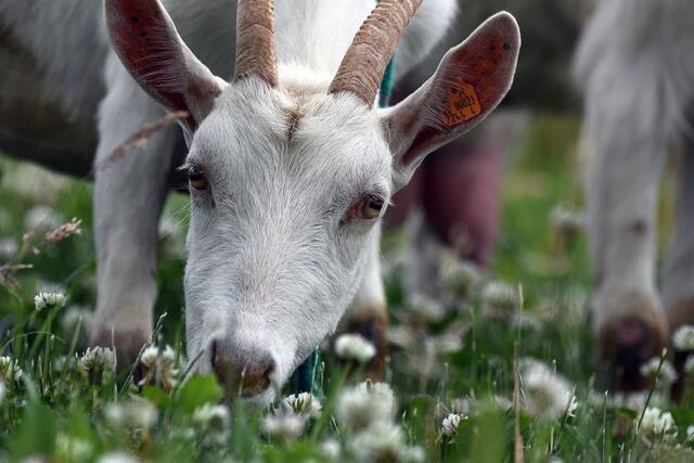 White goat eating forage grazing nutrition