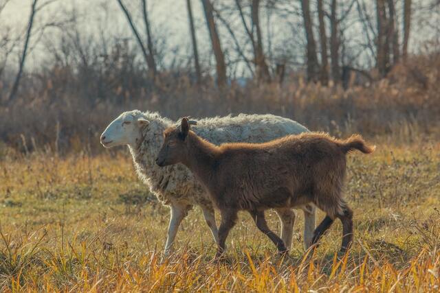Goat and sheep eating together on pasture