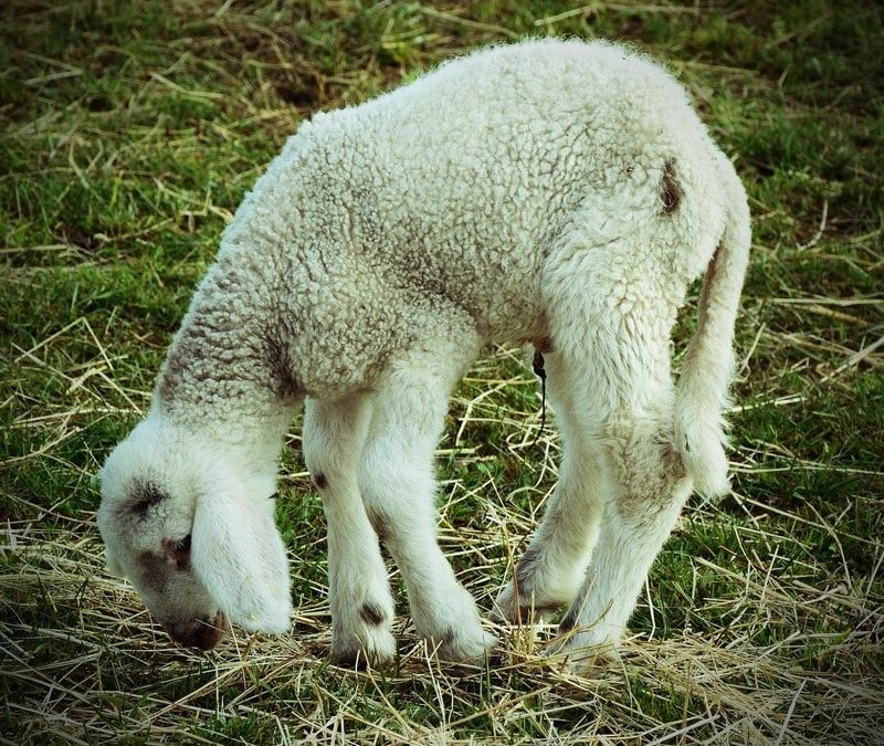 oveja cordero débil selenio