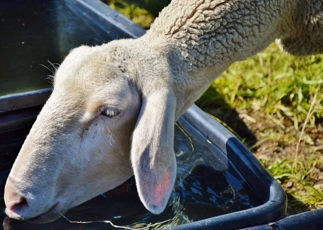 oveja tomando agua