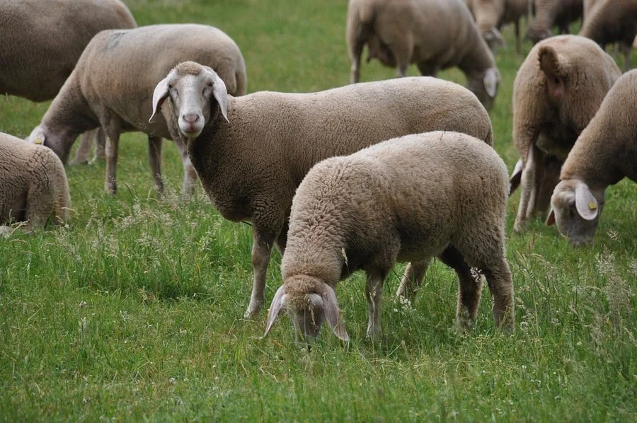 Sheep grazing pasture nutritional management selenium