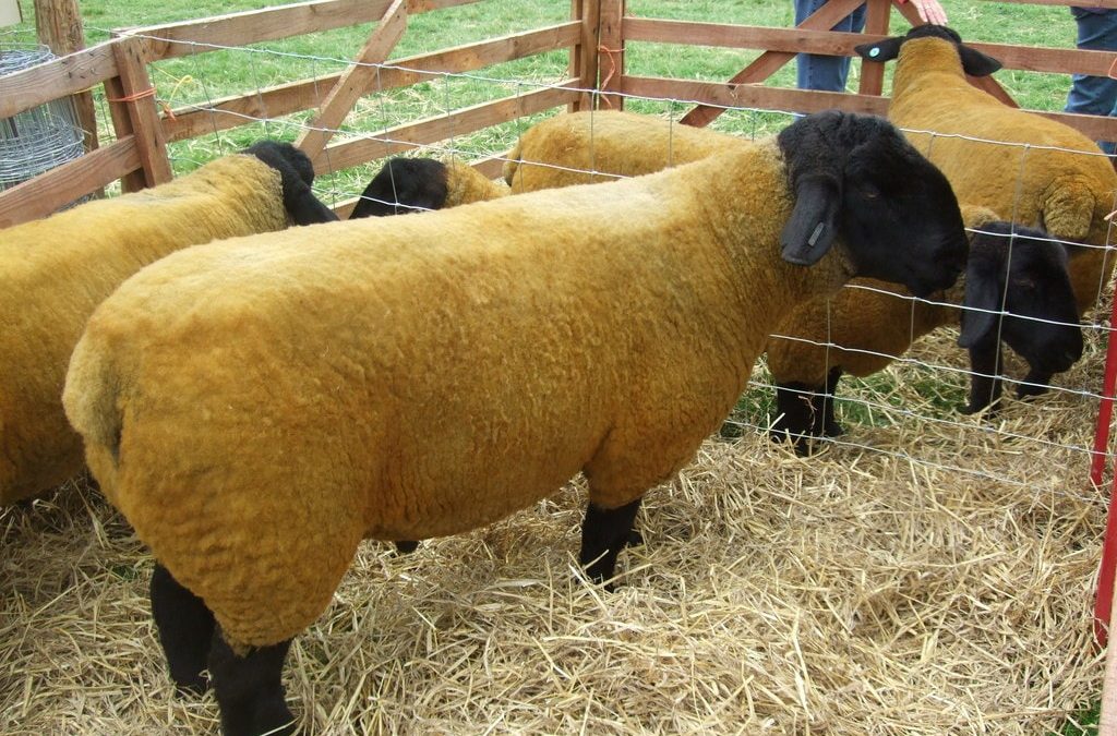 Suffolk sheep breed characteristics and meat production