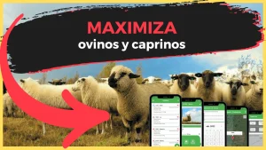 Maximiza la Salud y Productividad de tus Ovinos y Caprinos con la Aplicación OvinApp