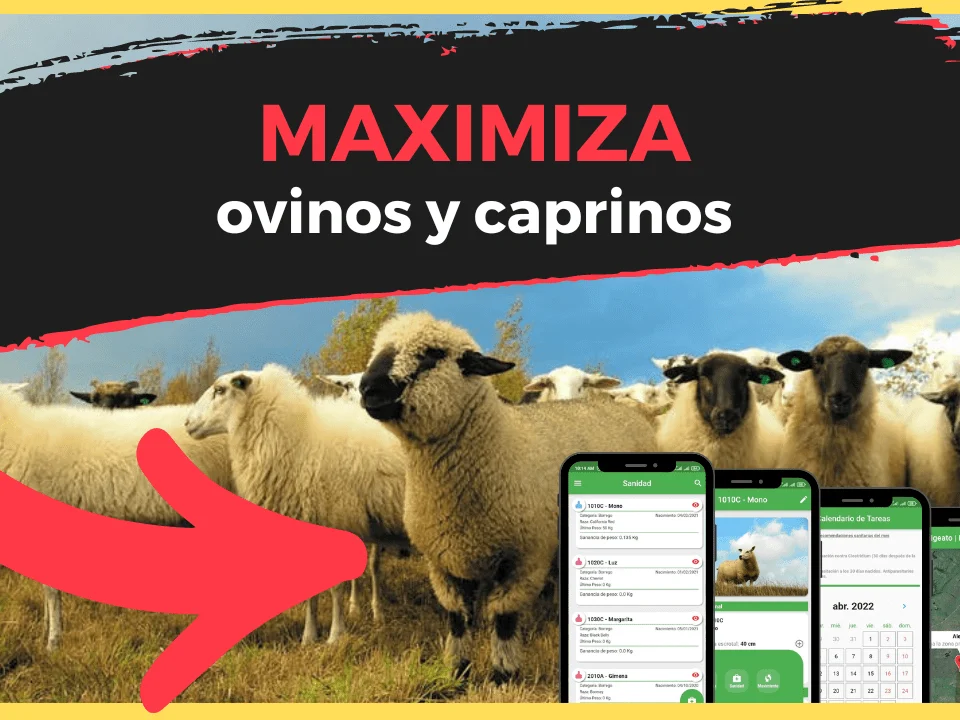Maximiza la Salud y Productividad de tus Ovinos y Caprinos con la Aplicación OvinApp