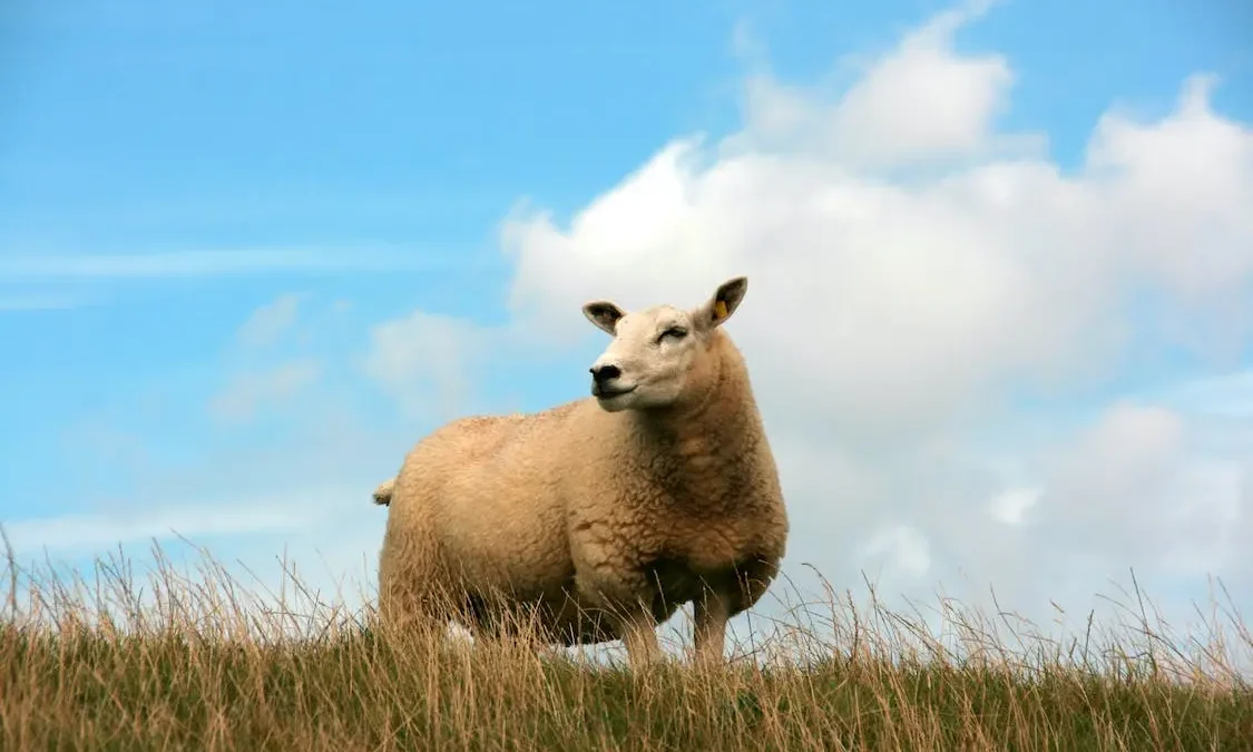 ovinos texel borregos ovinapp genética